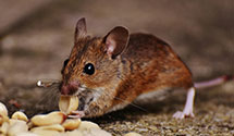 Find Exterminators in Wallowa County